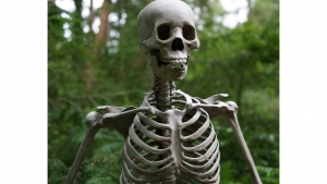 Halloween skeleton